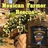 Mexican Farmer Rescue